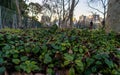 Many green bushes in an area of the Centenario Park,