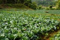 Many green cabbages in the agriculture fields Royalty Free Stock Photo