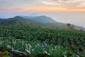 Many green cabbages in the agriculture fields at Phutabberk Phetchabun, Thailand Royalty Free Stock Photo