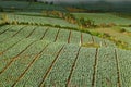 Many green cabbages in the agriculture fields at Phutabberk Phet Royalty Free Stock Photo