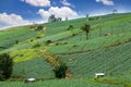 Many green cabbages in the agriculture fields at Phutabberk Phetchabun, Thailand Royalty Free Stock Photo