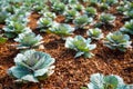 Many green cabbages in the agriculture fields. Way of life in rural areas Royalty Free Stock Photo