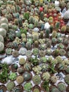 Many green cactus in pots in a flower shop Royalty Free Stock Photo