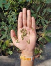 many green caterpillars crawling in a human hand stock photo