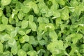 Many green clover leaves. Shamrock as a symbol of good luck