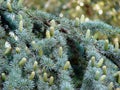 Many green cones on a fluffy spruce branch Royalty Free Stock Photo