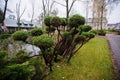 Many green coniferous bushes near pond