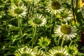 Many green flowers of jewel Echinacea in perennial garden Royalty Free Stock Photo