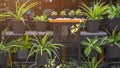 Green houseplants in black plastic pots hanging on steel shelf decoration with irrigation watering system in gardening area
