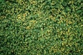 Many green leafs of natural yard fence, foliage background texture Royalty Free Stock Photo