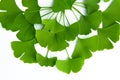 Many green leaves of ginkgo biloba isolated on a white background and arranged in a composition suitable for the original design