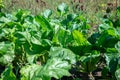 Many green leaves of growing sugar beet growing outdoors and illuminated by bright sun. Beet tops on the background soils. leaves Royalty Free Stock Photo