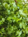 green leaves parsley or coriander