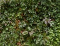 many green leaves of Parthenocissus quinquefolia, known as Virginia creeper, Victoria creeper, five-leaved ivy, or five-fing Royalty Free Stock Photo