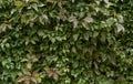 many green leaves of Parthenocissus quinquefolia, known as Virginia creeper, Victoria creeper, five-leaved ivy, or five-fing Royalty Free Stock Photo