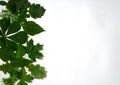 Many green leaves scattered on white background