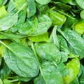 many green leaves of spinach herb close up