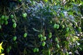 Many green mangos in branches at west bengal india Royalty Free Stock Photo