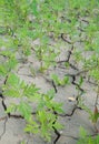 Many green plants grow on dry cracked earth without water Royalty Free Stock Photo