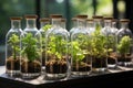 Many green plants in test tubes