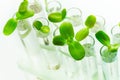Many green plants in test tubes on white table Royalty Free Stock Photo