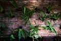 Many green pottery plants hanging at wall of house in street