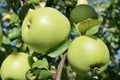 many green ripe apples on a tree branch Royalty Free Stock Photo