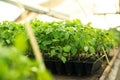 Green tomato plants in seedling tray on table Royalty Free Stock Photo