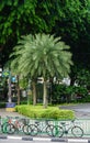 Many green trees planted on street in Singapore