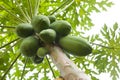 Many green tropical papaya fruit on tree