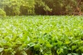 Many Green water hyacinth leaf in the river. Royalty Free Stock Photo