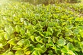 Many Green water hyacinth leaf in the river.Thailand. Royalty Free Stock Photo