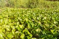 Many Green water hyacinth leaf in the river.Thailand. Royalty Free Stock Photo