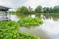 .Many Green water hyacinth leaf in the river.Thailand Royalty Free Stock Photo