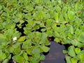 Many green water lettuce floating in the pond