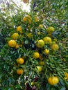 Many green yellow juicy mandarin oranges in a garden on tree branches Royalty Free Stock Photo