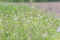 Many grass flowers