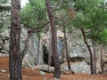 Many greentrees in the forest near the wild old stones Royalty Free Stock Photo