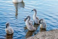 Many grey small swans swimming on the lake