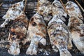 Many grilled snakehead fish Royalty Free Stock Photo