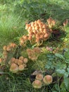 Many grumpy mushrooms growing at the meadow Royalty Free Stock Photo