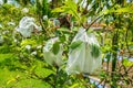 Many Guava in the Organic Fruit Farm, Taking Care from Bugs with in Plastic Bag