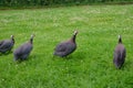 Many guinea fowls grazing on green grass