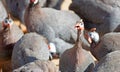 Many guinea fowls