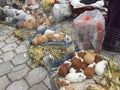 Many Guinea pigs and rabbits for sale at the market in otavalo