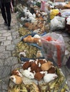 Many Guinea pigs and rabbits for sale at the market in otavalo