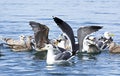 Many Gull Birds In Blue Water