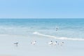 Many gull birds on a sandy beach, strolling in search of food.Th