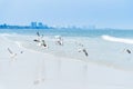 Many gull birds on a sandy beach, strolling in search of food.Th