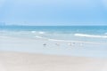 Many gull birds on a sandy beach, strolling in search of food.Th